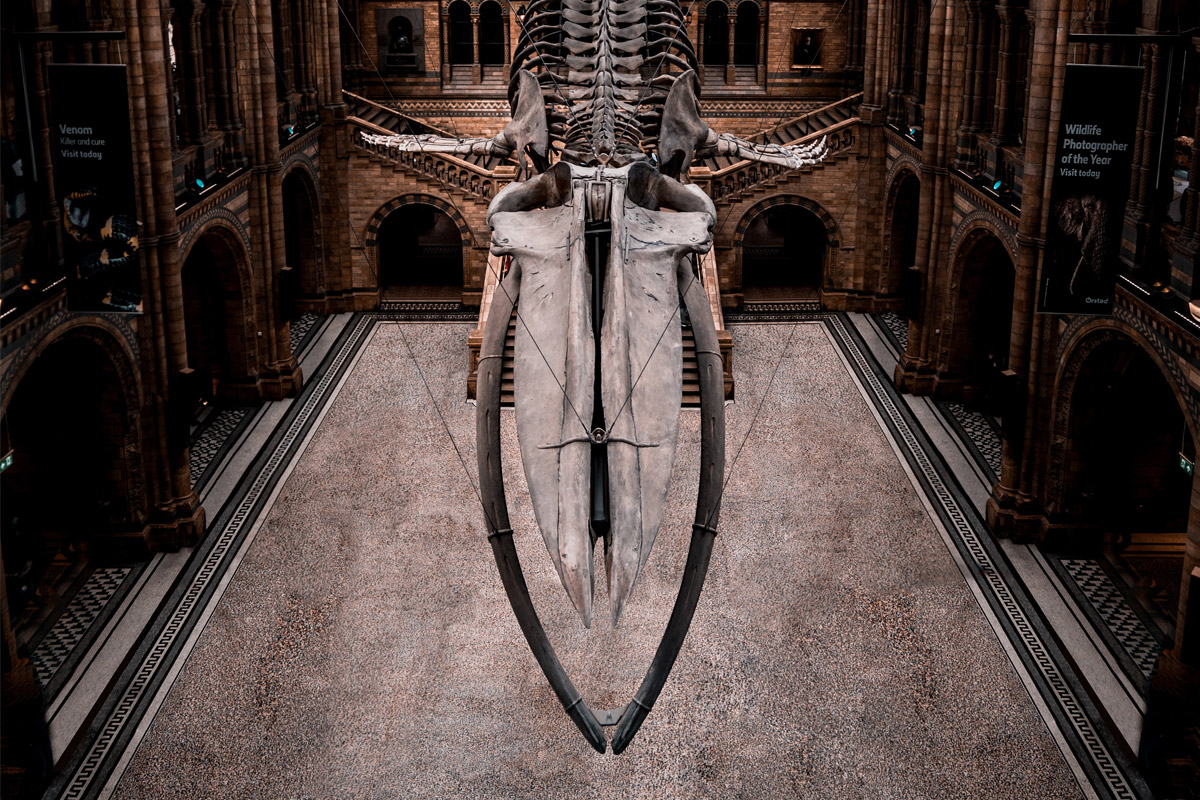 Streamline customized models